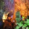 HALONG BAY 1 DAY TOUR from 52 USD/person only